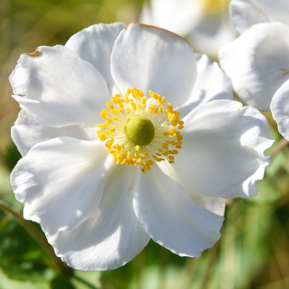 Thompson and Morgan Anemone Honrine Jobert Plant Pot 3L 3 Pack Image 4