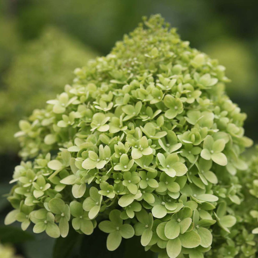 Thompson and Morgan Hydrangea Paniculata Limelight Plant Pot 3.6L 3 Pack Image 3