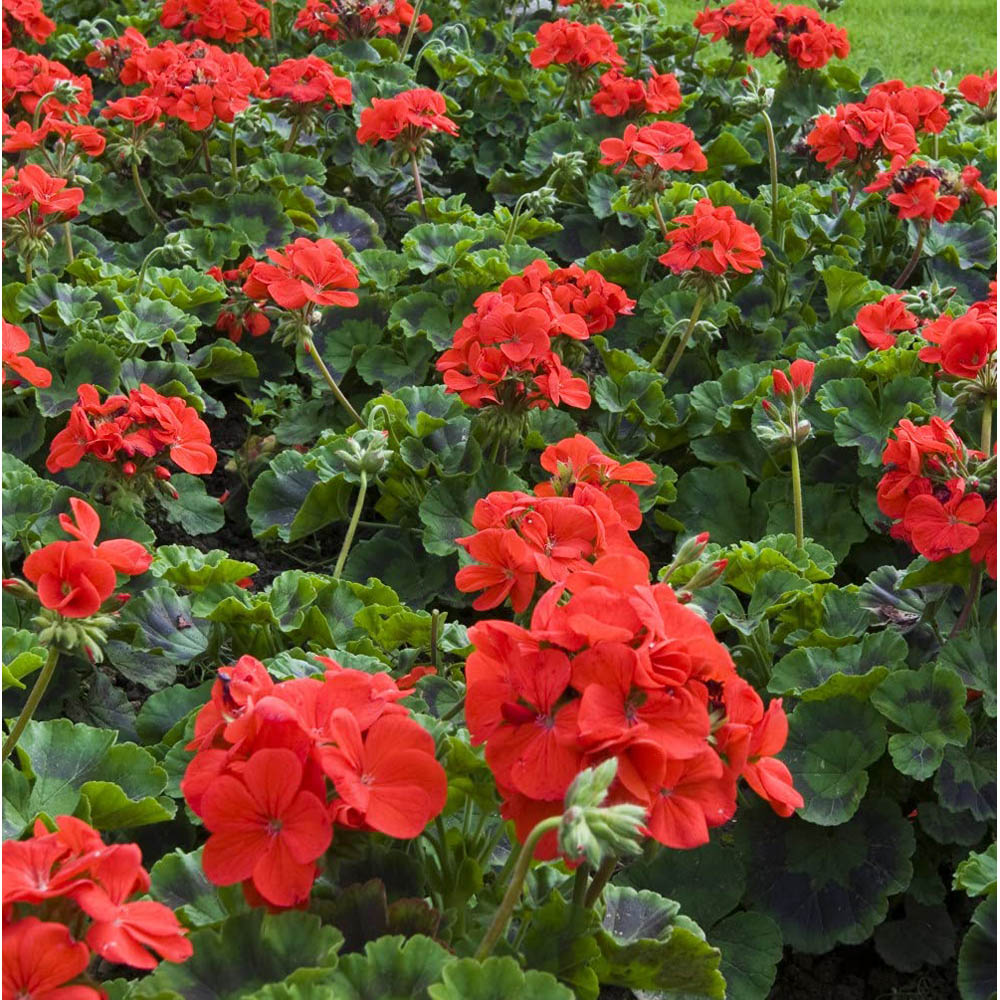 Thompson and Morgan Geranium Best Red Plant Plug 36 Pack Image 3