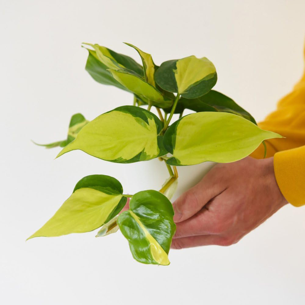 Thompson and Morgan Philodendron Scandens Brasil Plant Pot 10cm Image 2