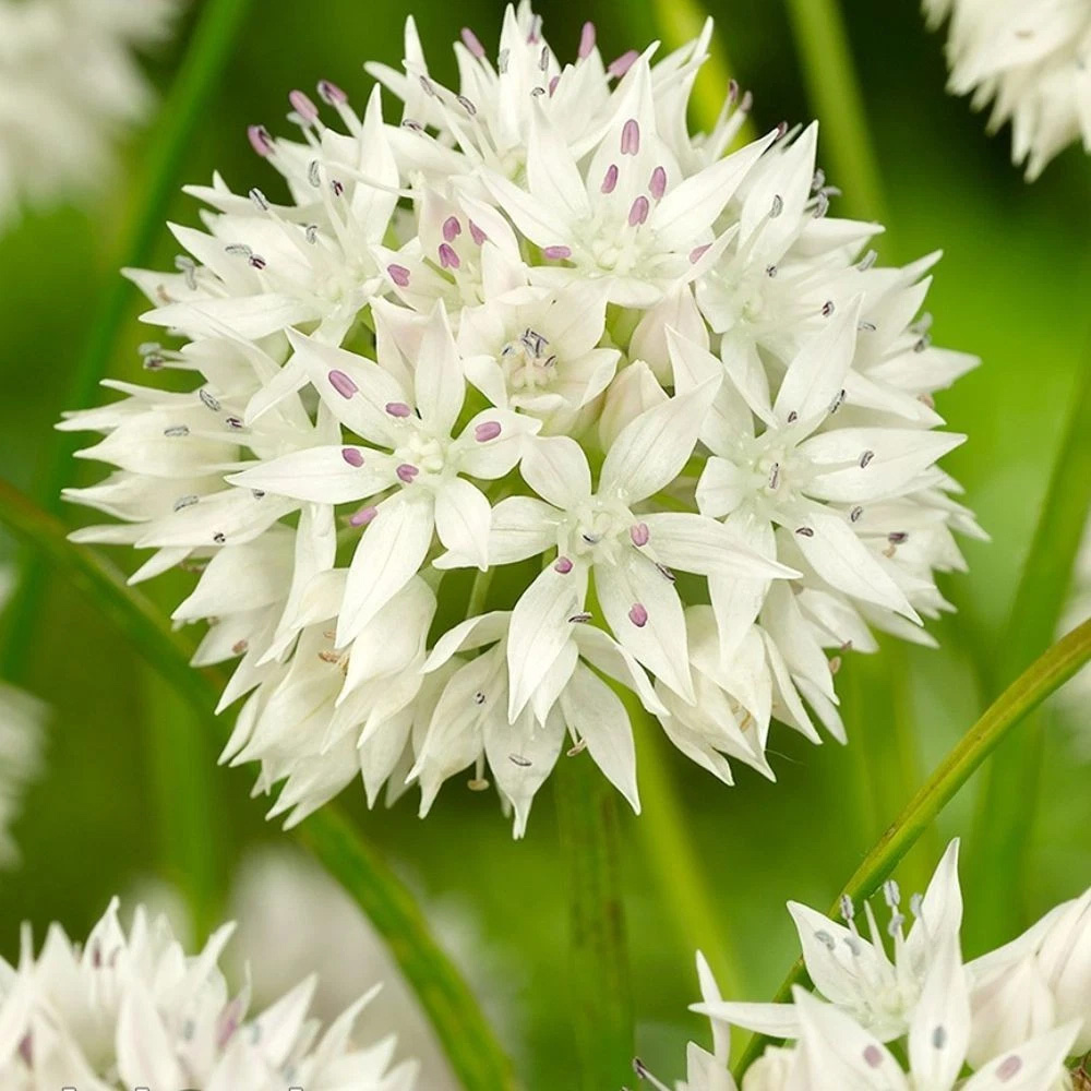 Thompson and Morgan Allium Collection Planting Bulb 200 Pack Image 6