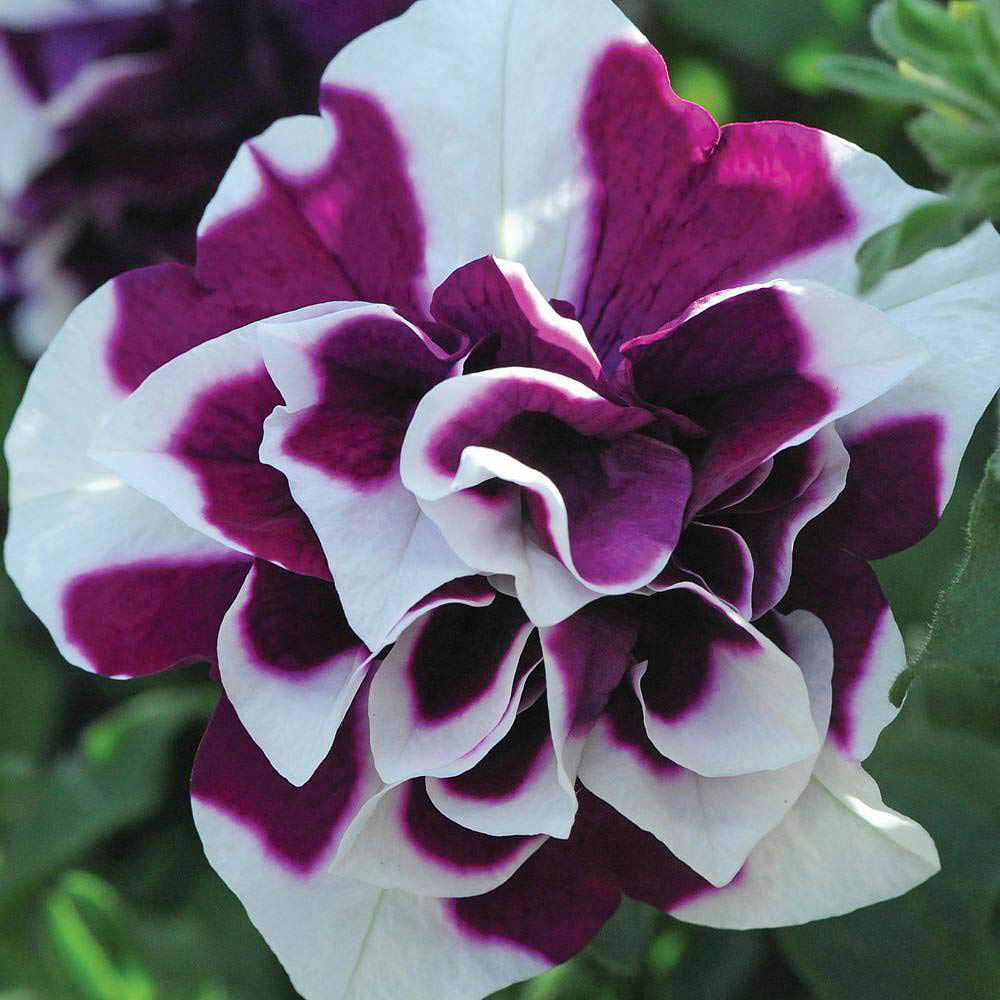 Thompson and Morgan Petunia Tumbelina Frills and Spills Damson Ripple Postiplug Plant 20 Pack Image 1