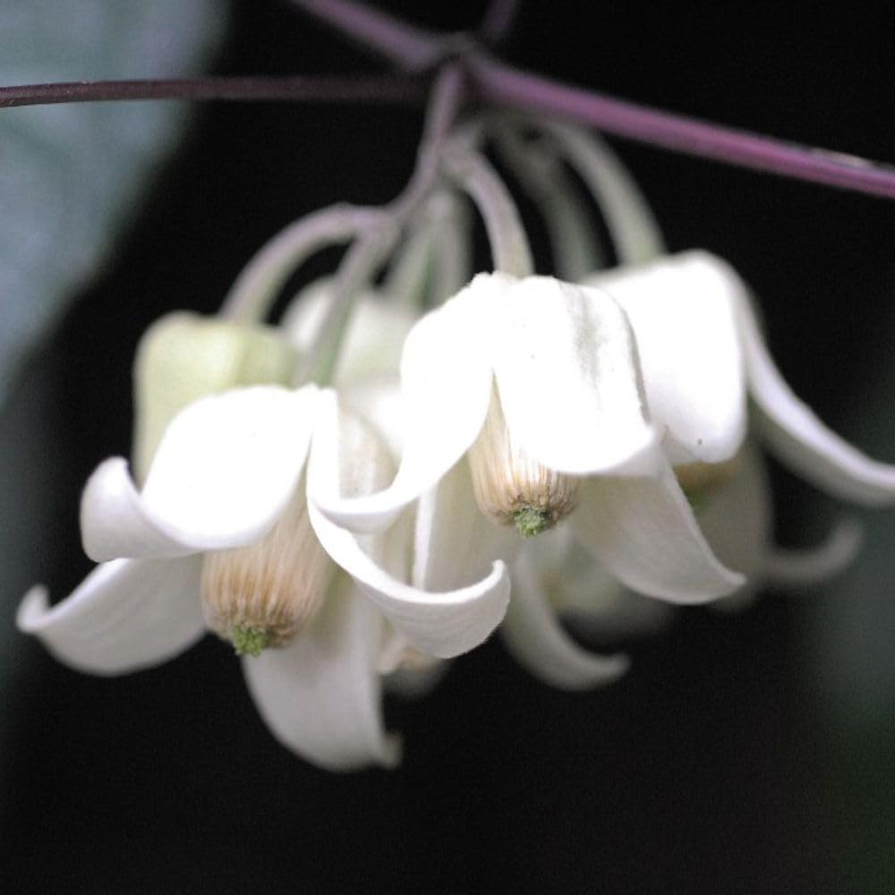 Thompson and Morgan Clematis Winter Beauty Tower Pot 7cm Image 1