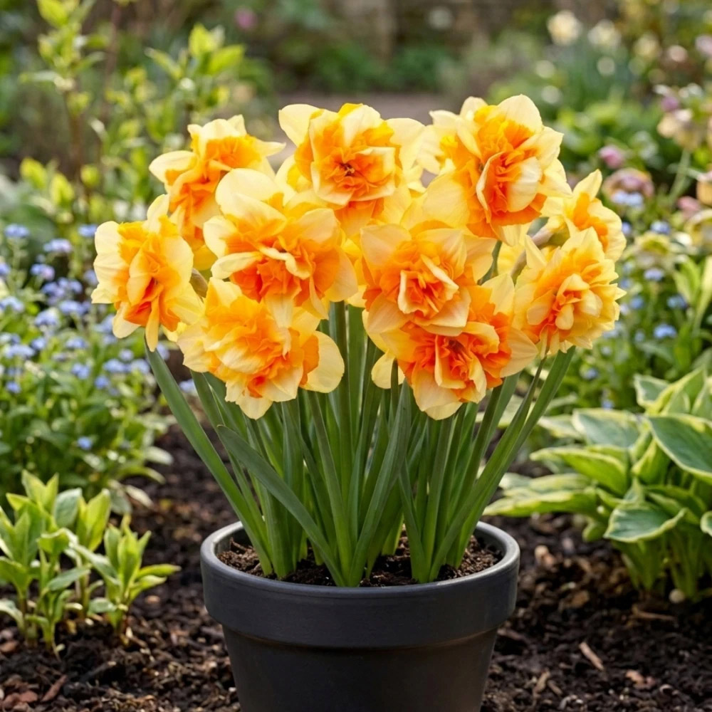 Thompson and Morgan Daffodil Sun Catchers Spring Planting Bulb 16 Pack Image 3