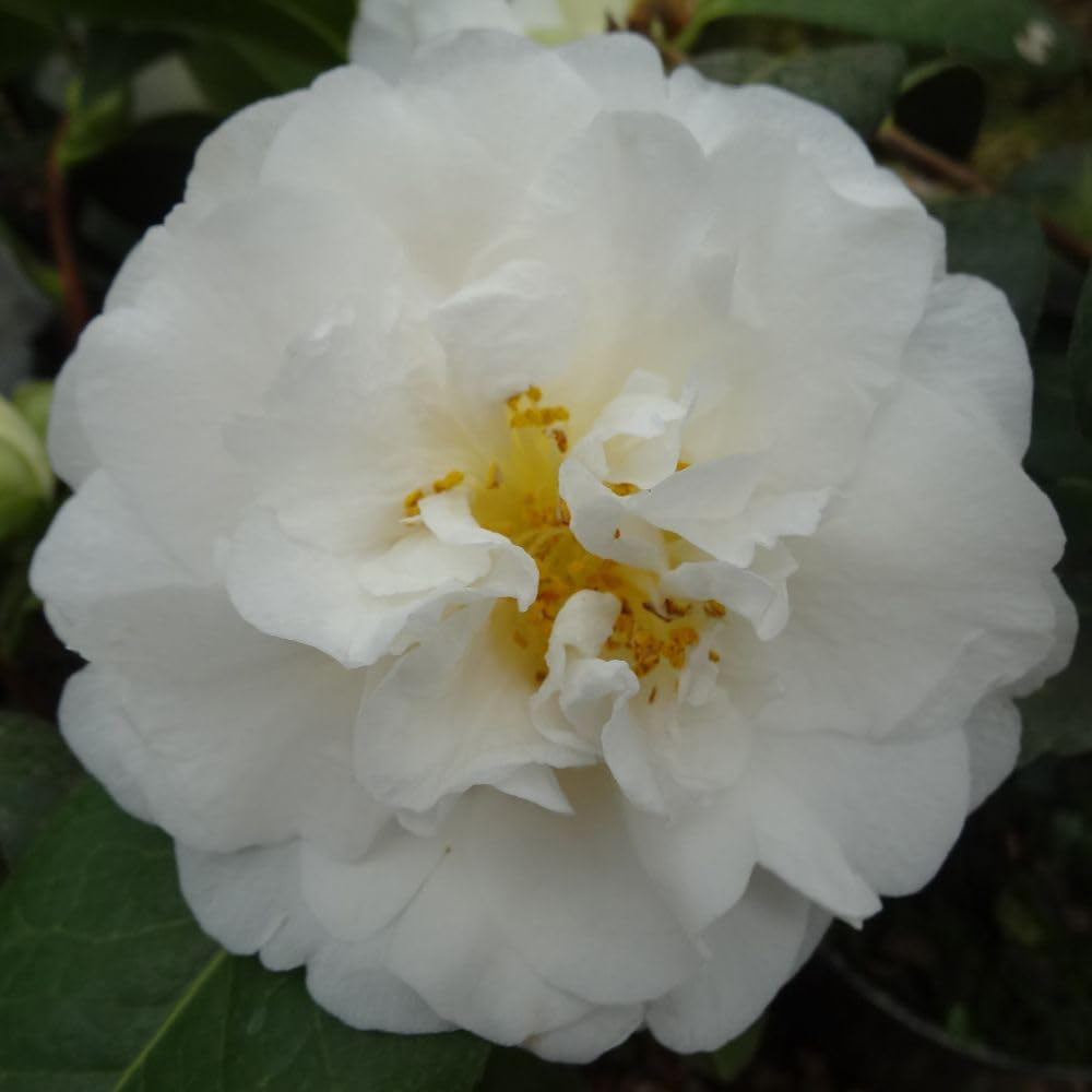 Thompson and Morgan Nurseryman's Choice Camellia Plant Pot 1.5L Image 2