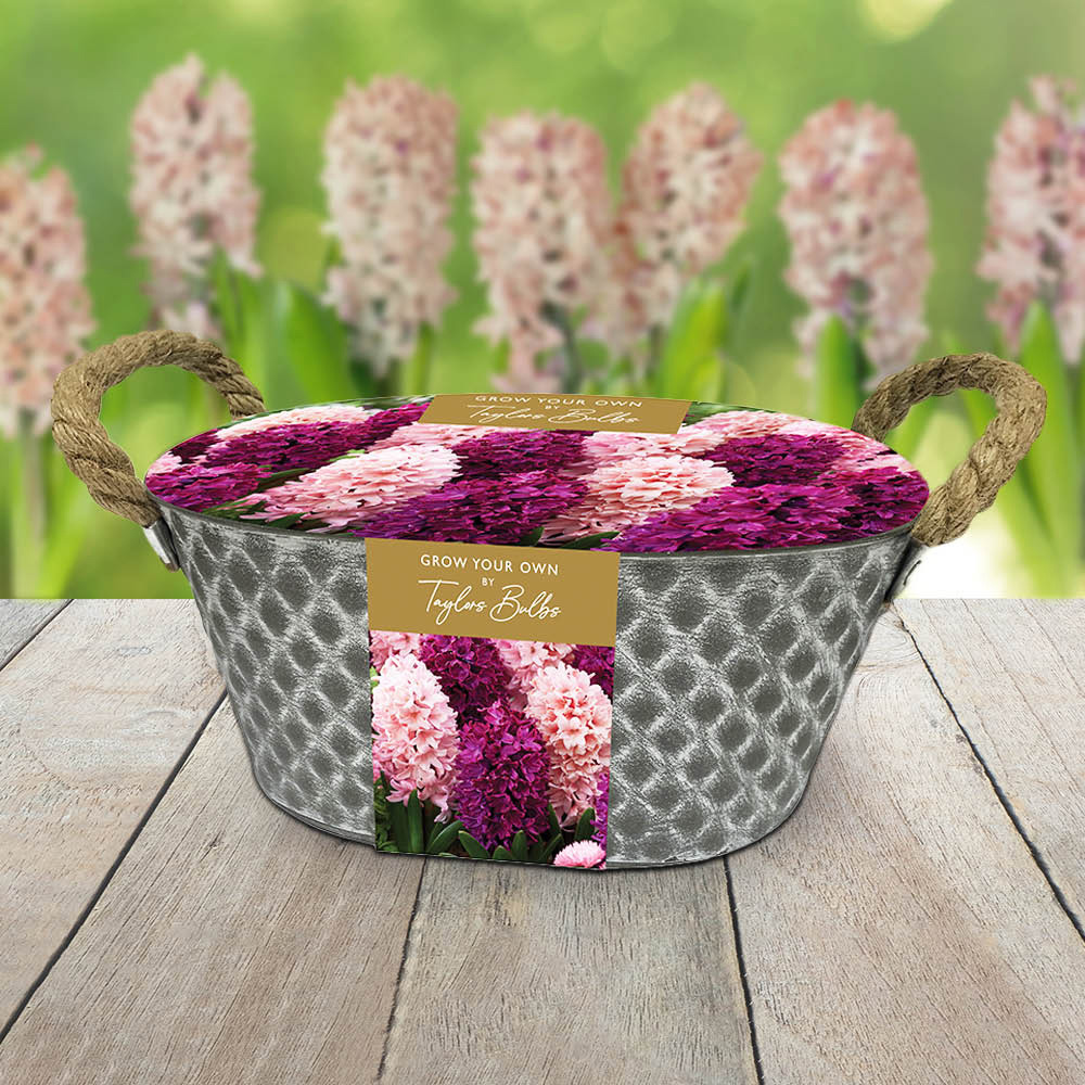 Taylors Grow Your Own Hyacinth and Metal Trough Gift Set Image 2