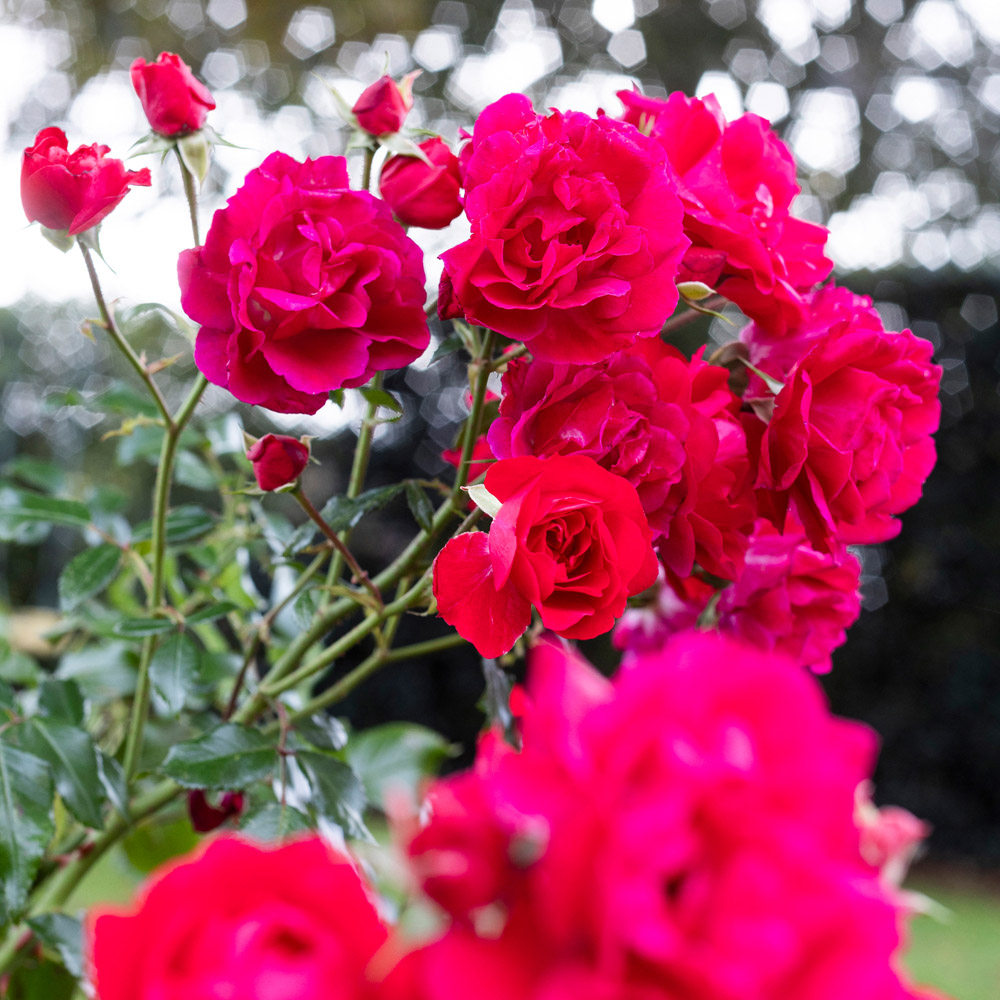 YouGarden Raspberry Royale Bare Root Rose 2 Pack Image 3