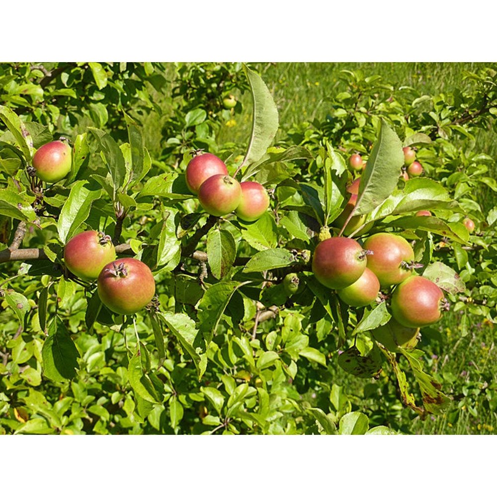 Inspirational Gifting Crab Apple Bare Root Hedge Plant Sapling 2-3ft 5 Pack Image 5
