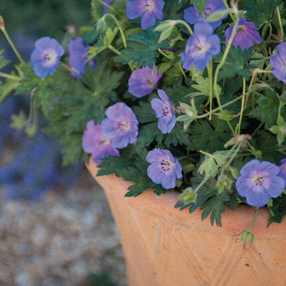 Thompson and Morgan Geranium Rozanne Jumbo Plug Plant 2 Pack Image 8