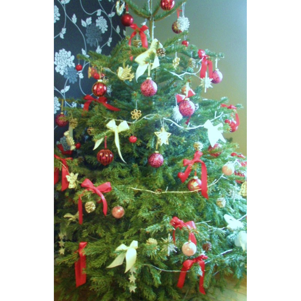Inspirational Gifting Nordmann Christmas Tree Bare Root Plant Sapling ...