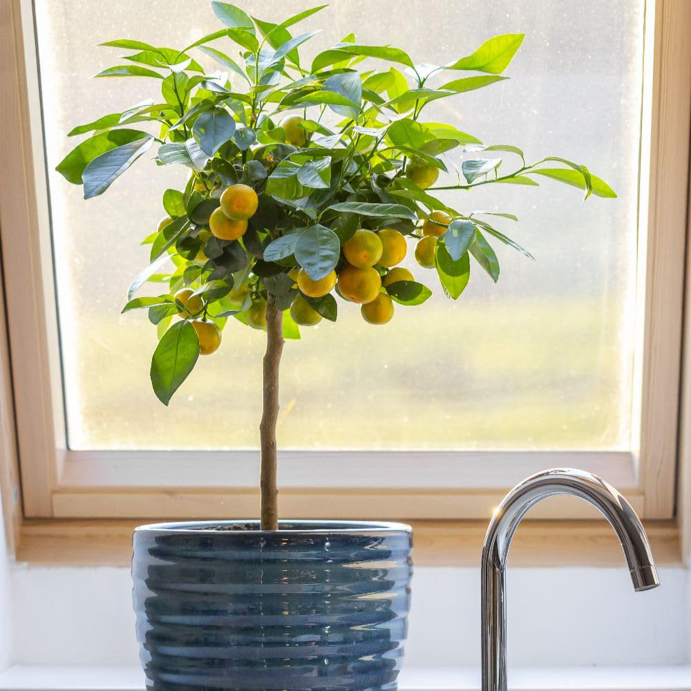Thompson and Morgan Citrus Calamondin Plant Pot 3L 2 Pack Image 3