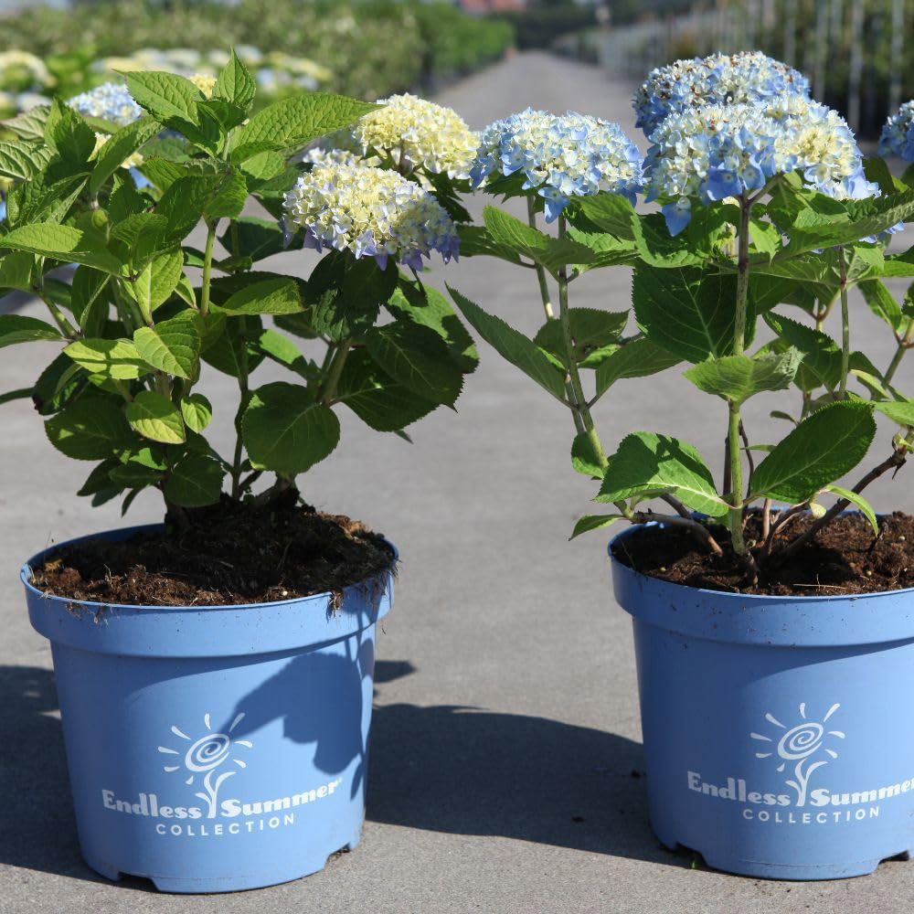 Thompson and Morgan Hydrangea Macrophylla Endless Summer The Original Plant in Pot 35L Pot Image 5