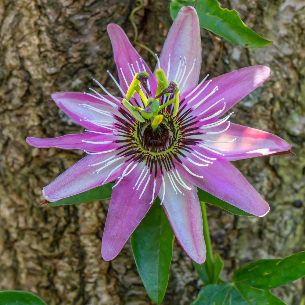 Thompson and Morgan Passiflora Passion Flower Tricolour Plant Pot 12cm Image 5