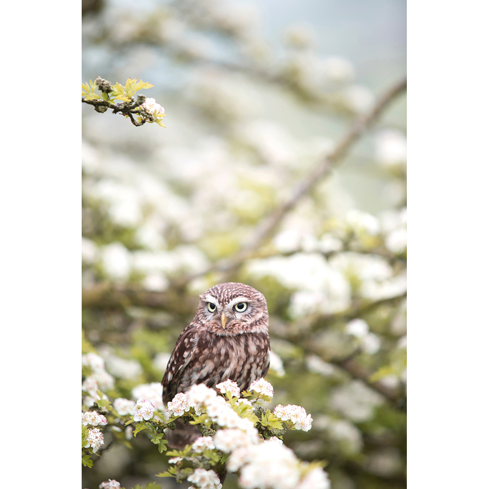 Mirrorstone Nexus Owl In The Spring Image Wi-Fi Infrared Heating Panel 900W 795 x 1195mm Image 4