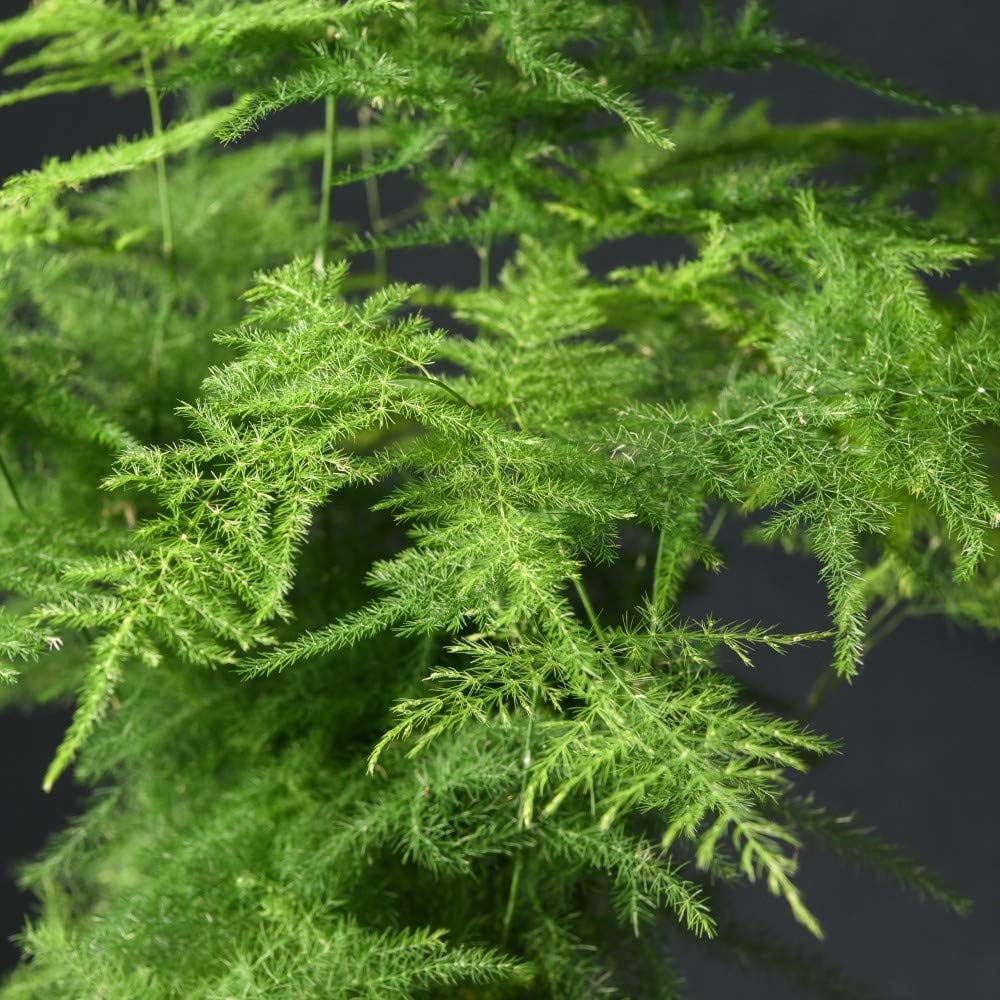 Thompson & Morgan Asparagus Fern Plumosus Potted Plant Image 2
