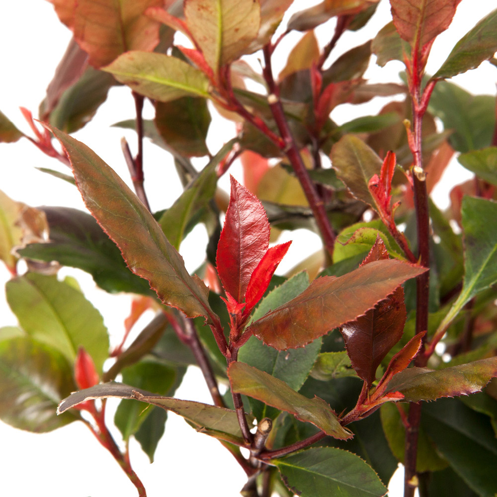 YouGarden Photinia Red Robin Hedging Plant in Pot 9cm 24 Pack Image 3