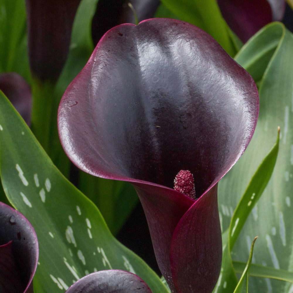 YouGarden Calla Zantedschia Cantor Black Spring Planting Bulb 3 Pack Image 1