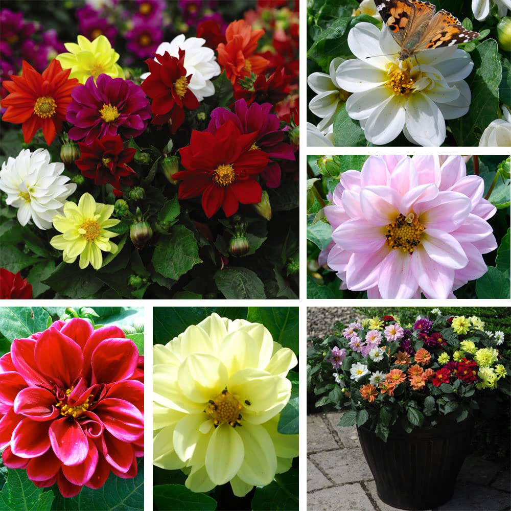 Thompson and Morgan Dahlia Figaro Garden Ready Plant 15 Pack Image 7
