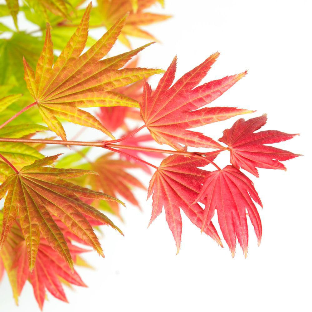 Thompson and Morgan Acer Shirasawanum Moonrise Plant Pot 15cm Image 2