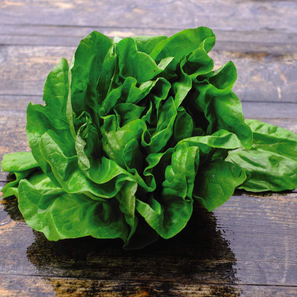 Thompson & Morgan Lettuce All The Year Round Seed Packet Image 2