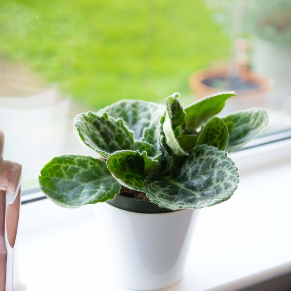 Thompson and Morgan Streptocarpus Pretty turtle Plant Pot 13cm Image 5