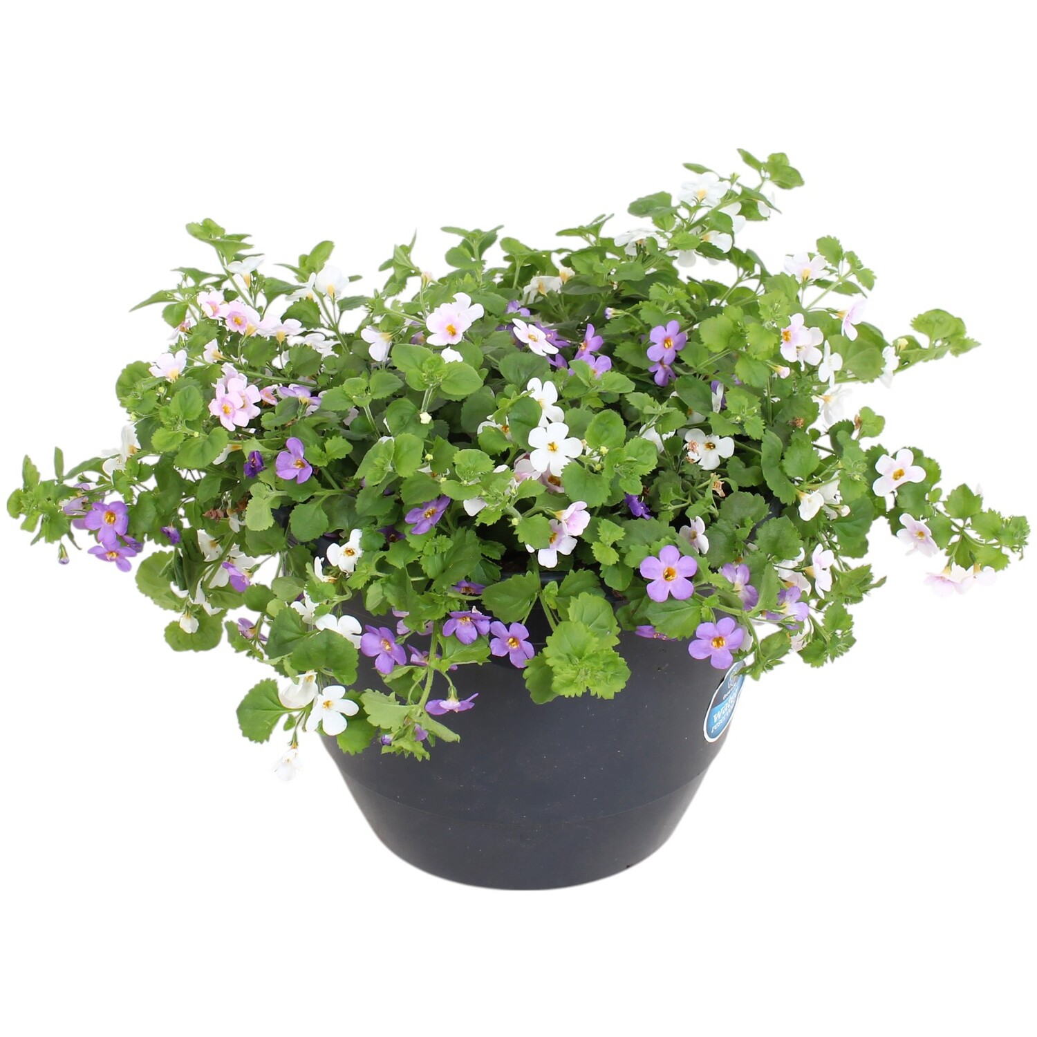 Bedding Trixi Mix Image 3