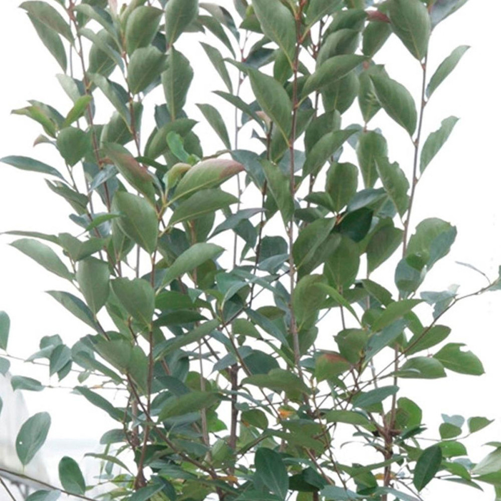 Thompson & Morgan Aronia Arbutifolia Brilliant Plant Pot 9cm 2 Pack Image 4