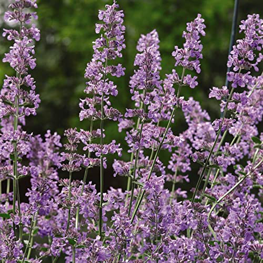 Thompson and Morgan Nurserymans Choice Perennial Cottage Garden Plant Pot 9cm Image 2