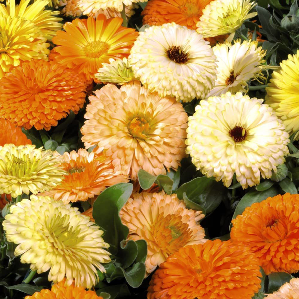 Thompson and Morgan Calendula Fiesta Gitana Mixed Seed Packet Image 3