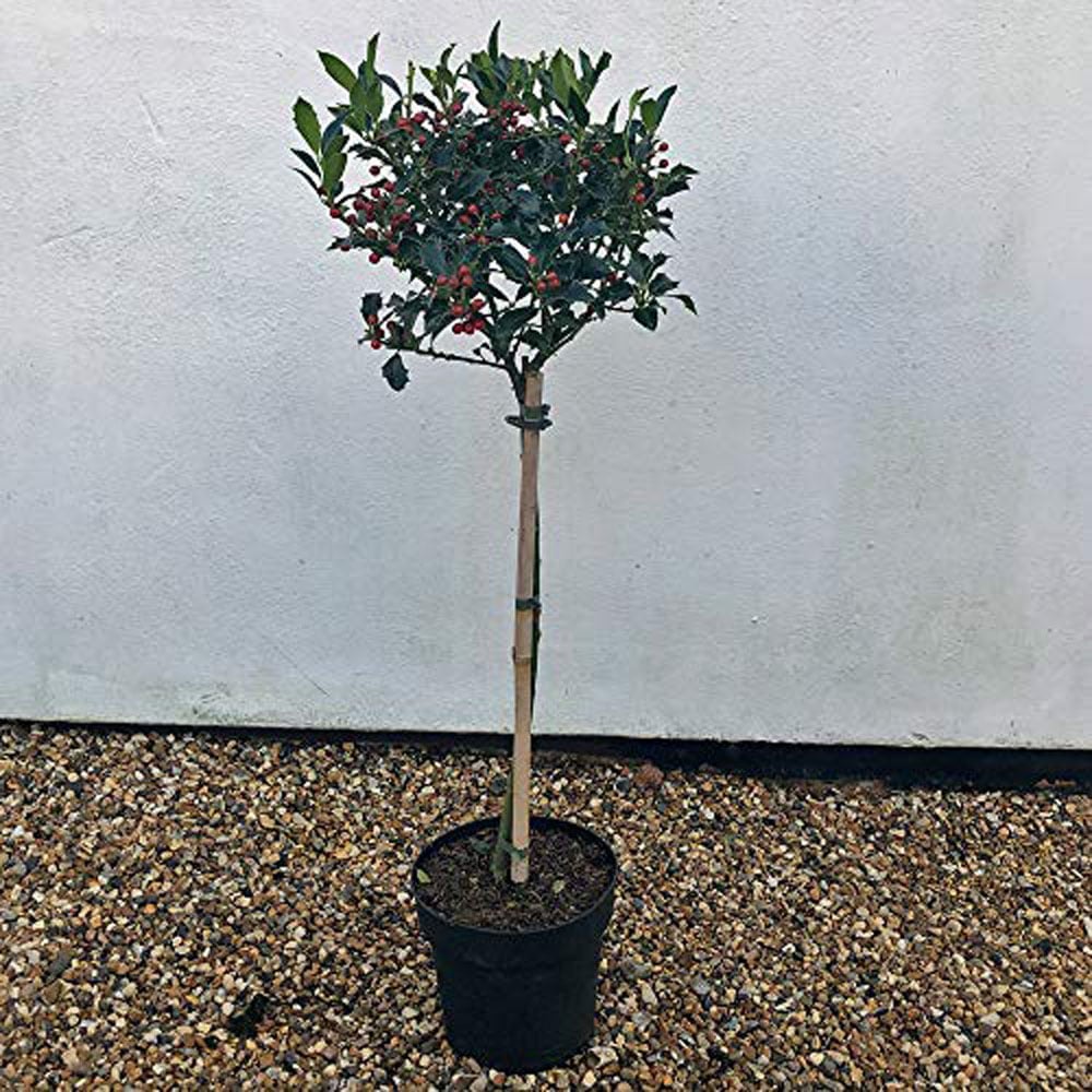 Thompson and Morgan Ilex Holly Green Alaska Plant Pot 2L 2 Pack Image 6