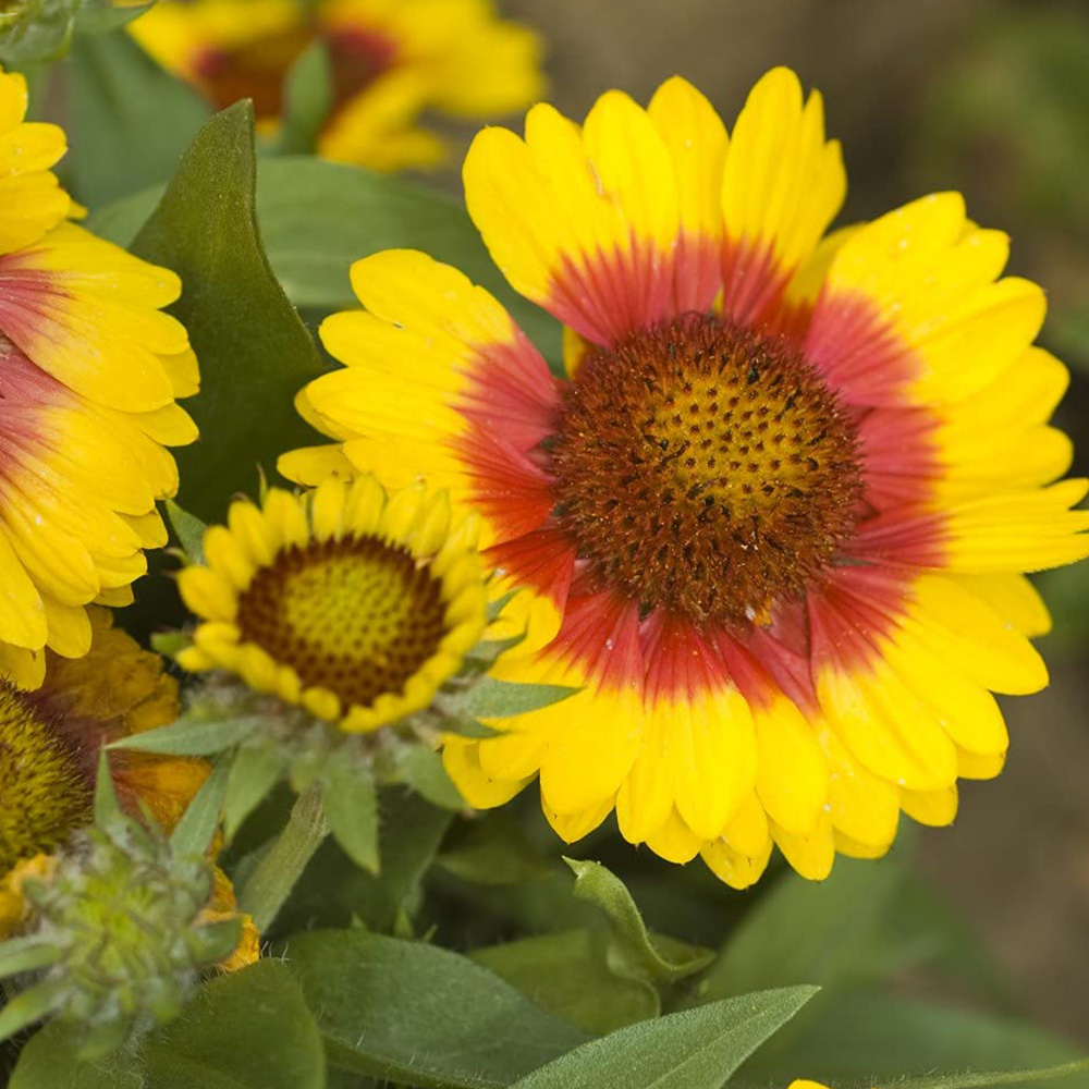 Thompson and Morgan Gaillardia Arizona Sun Garden Ready Plant 15 Pack Image 3