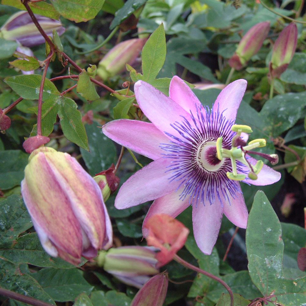 Thompson and Morgan Passiflora Passion Flower Tricolour Plant Pot 12cm Image 3