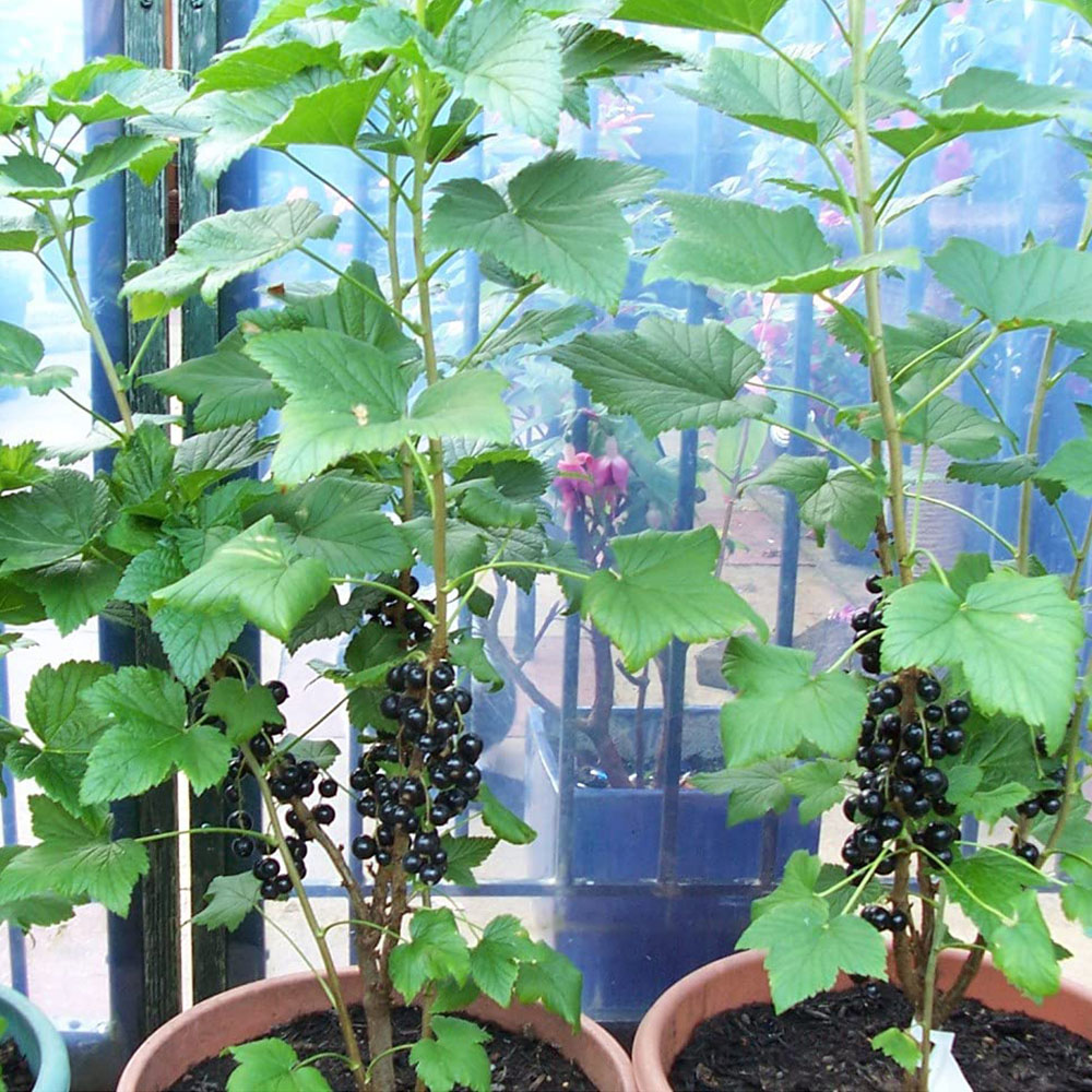 Thompson and Morgan Blackcurrant Ribes Ben Connan Potted Plant 9cm 2 Pack Image 5
