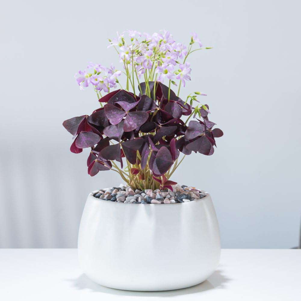 Thompson and Morgan Oxalis Triangularis Plant Pot 12cm Image 2