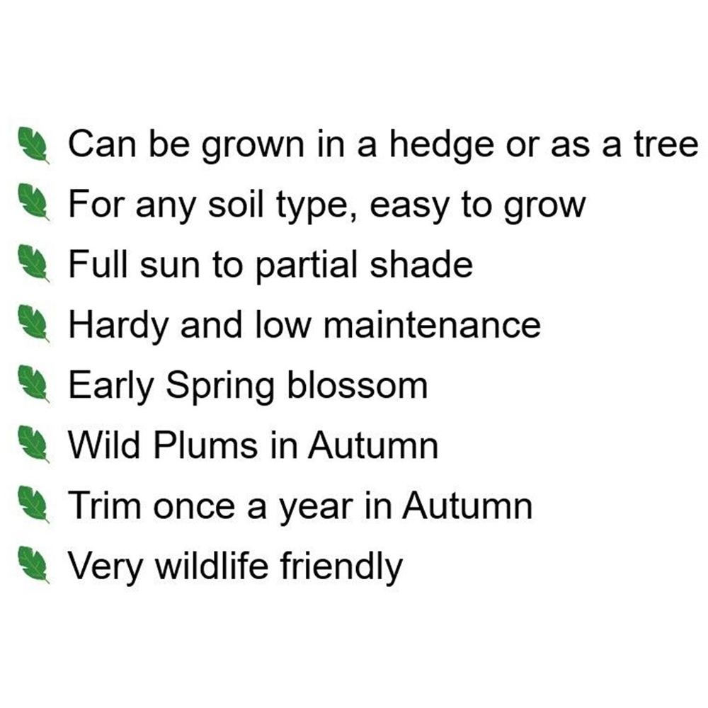 Inspirational Gifting Cherry Plum Bare Root Hedge Plant Saplings 2-3ft 20 Pack Image 6