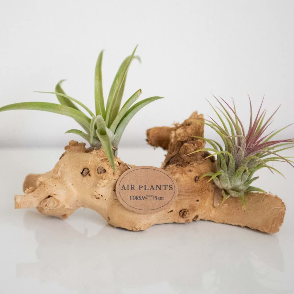 Thompson & Morgan Air Plant Tillandsia on Wooden Log Mini Image 4