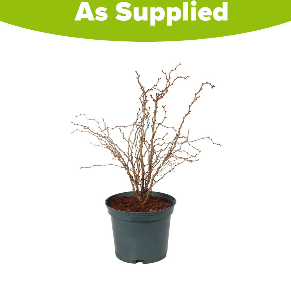 YouGarden Fuji Cherry Prunus Incisa Kojo-No-Mai Plant Pot 3L Image 4