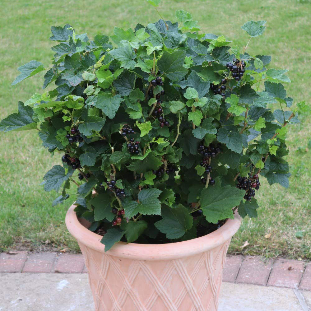 Thompson & Morgan Blackcurrant Nigrum Summer Pearls Black Patio Potted Plant Image 2