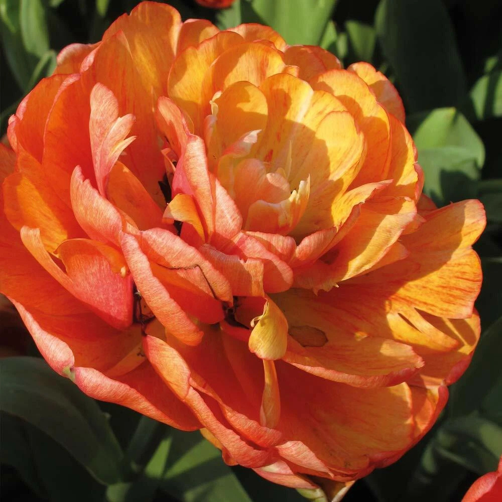 Thompson and Morgan Tulip Big Giant Autumn Planting Bulb 8 Pack Image 5