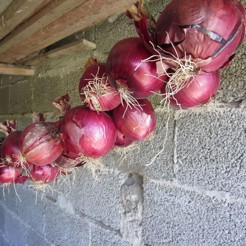 Thompson and Morgan Onion Redrover F1 Seed Packet Image 2