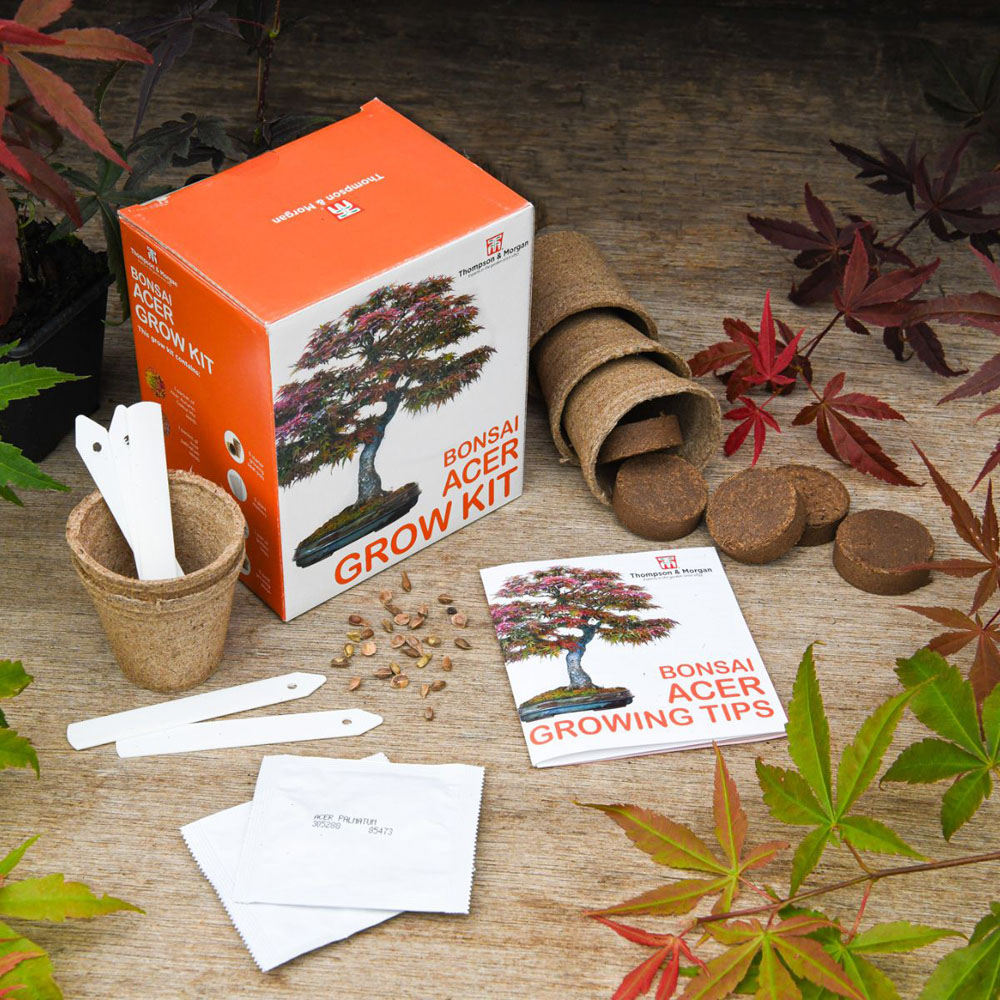 Thompson & Morgan Acer Bonsai Seed Grow Kit Image 2