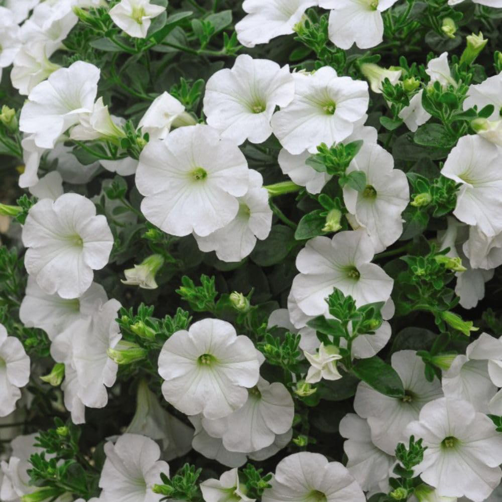 Thompson and Morgan Petunia White Trailing Surfinia Postiplug Plant 10 Pack Image 2