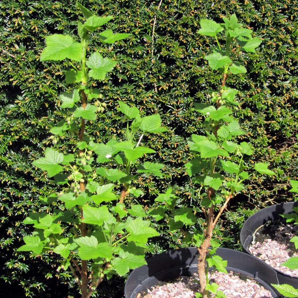 Thompson and Morgan Blackcurrant Ribes Ben Connan Potted Plant 9cm 2 Pack Image 7