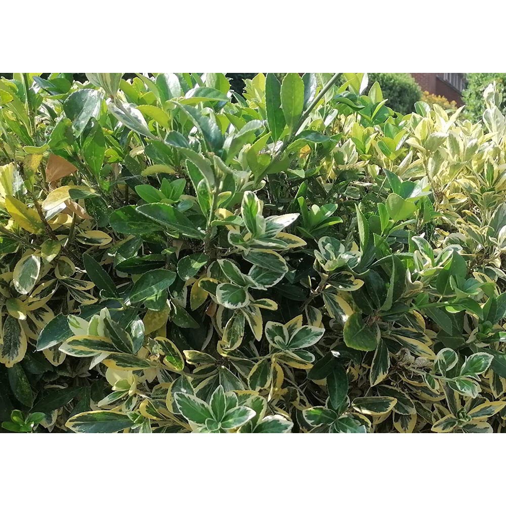 Inspirational Gifting Golden Privet Evergreen Bare Root Hedge Plant Sapling 30-60cm 20 Pack Image 4
