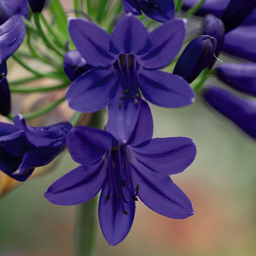 Thompson and Morgan Agapanthus Flower of Love Plant Pot 3L Image 4