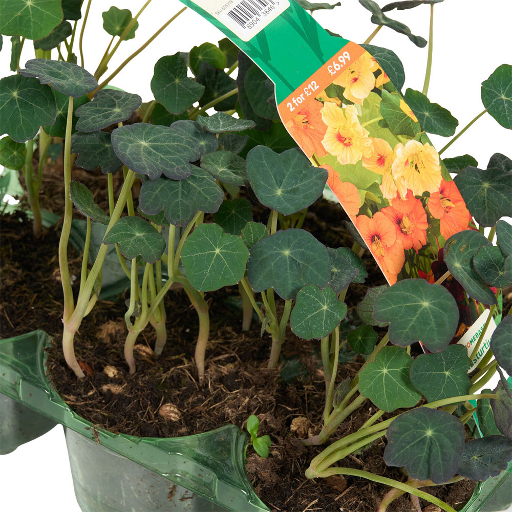 Pack of 6 Nasturtium Plants Image 5