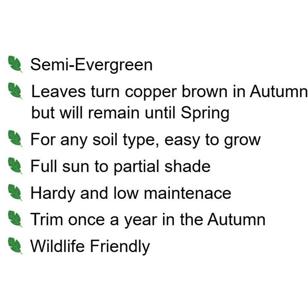 Inspirational Gifting Purple Beech Semi-Evergreen Bare Root Hedge Plant 3-4ft 5 Pack Image 7