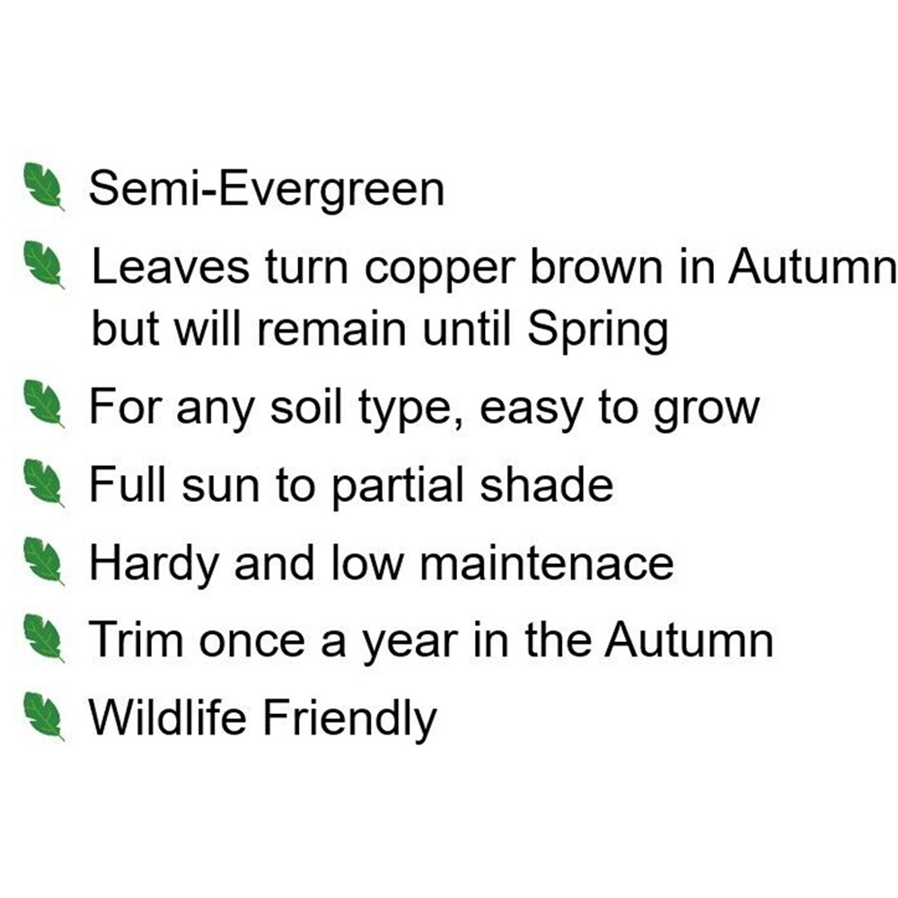 Inspirational Gifting Purple Beech Semi-Evergreen Bare Root Hedge Plant 4-5ft 10 Pack Image 7