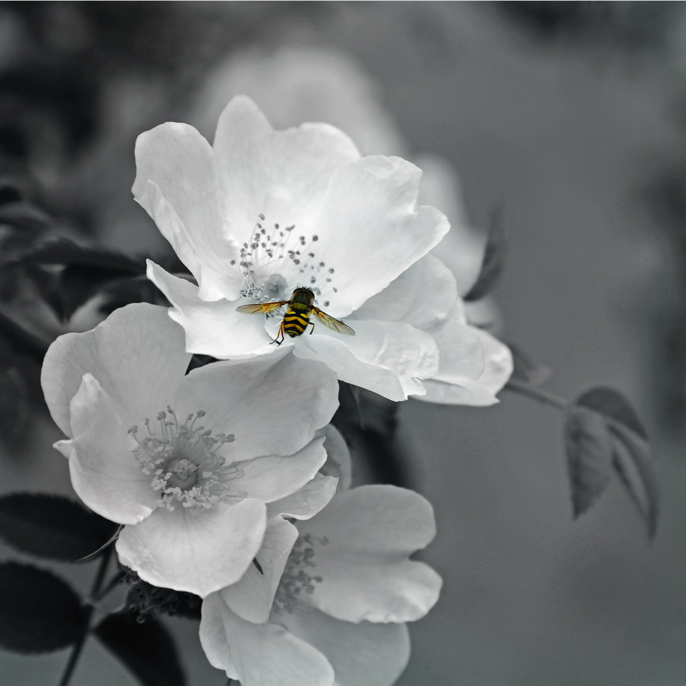 Mirrorstone Nexus Pollination Image Wi-Fi Infrared Heating Panel 350W 595 x 595mm Image 4