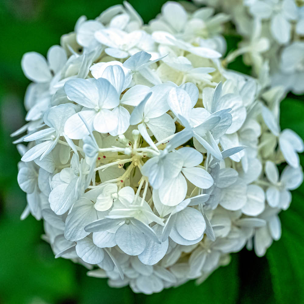 YouGarden Hydrangea Macrophylla White Mophead Standard Plant in Pot 18cm Image 2
